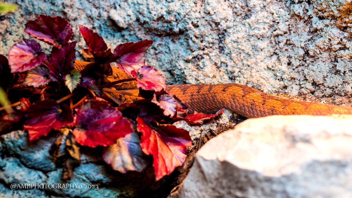 AMBPhotography0's tweet photo. Im always amazed by how beautiful snakes are.

Im also terrified of them https://t.co/JIqiOyKAc2