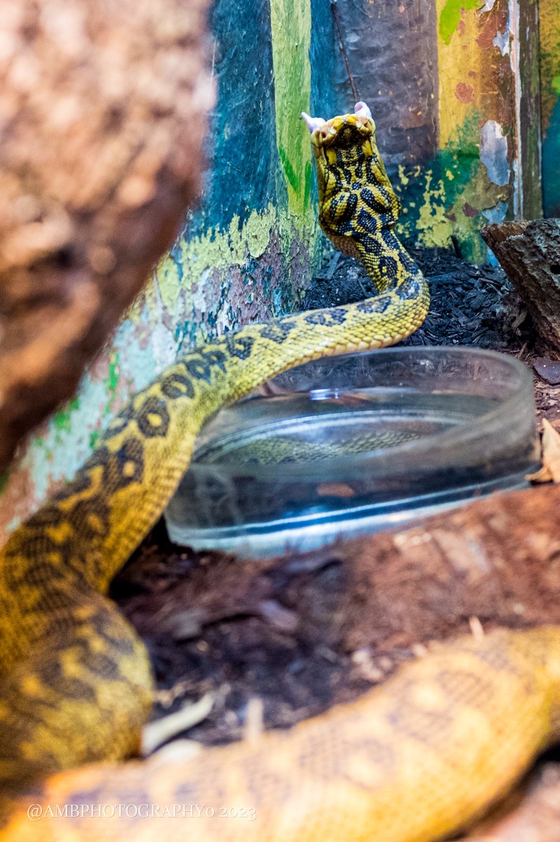 AMBPhotography0's tweet photo. Im always amazed by how beautiful snakes are.

Im also terrified of them https://t.co/JIqiOyKAc2