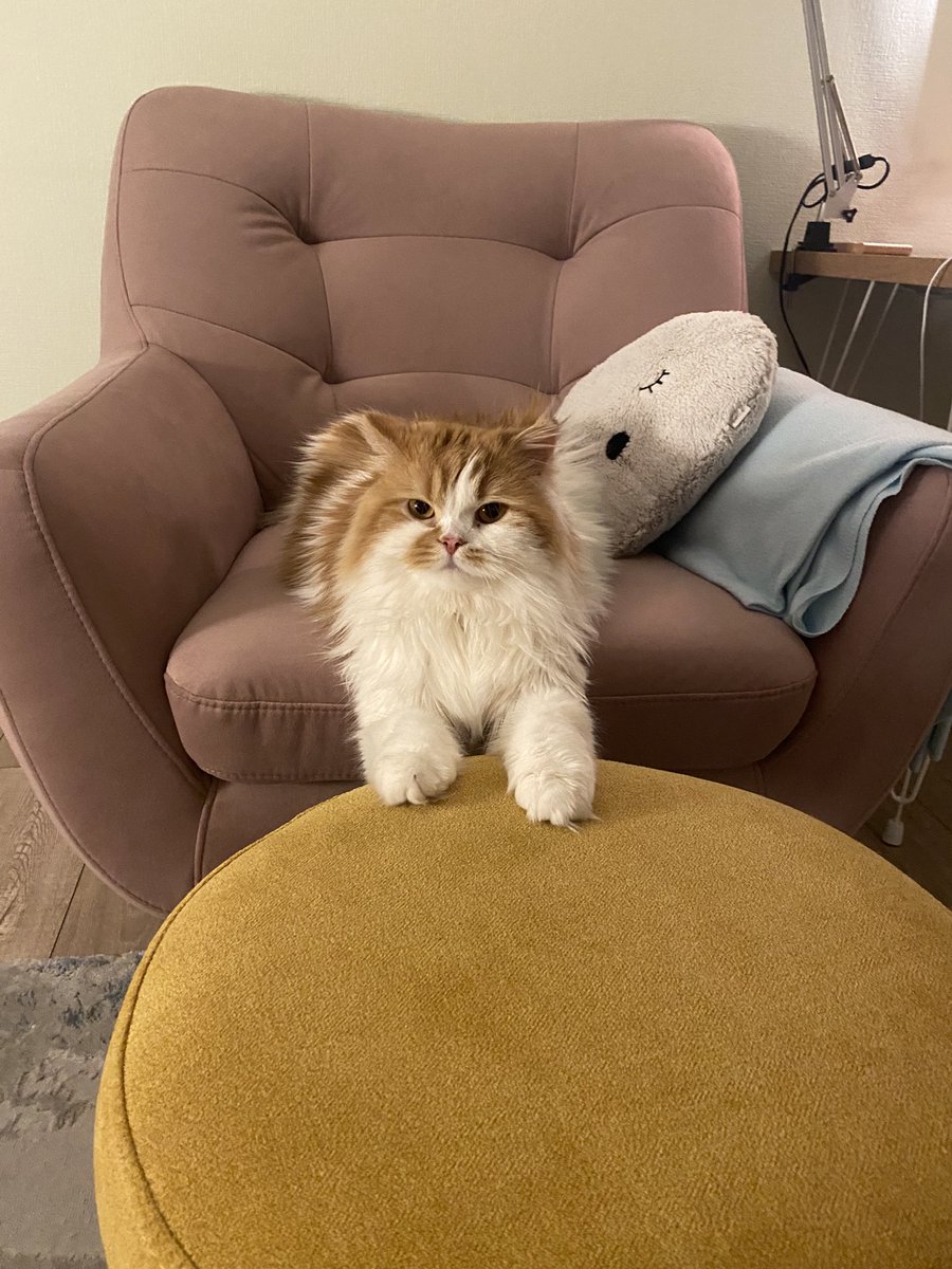 senchenko_z's tweet photo. когда пришел на коготочки https://t.co/1viwJcPX57