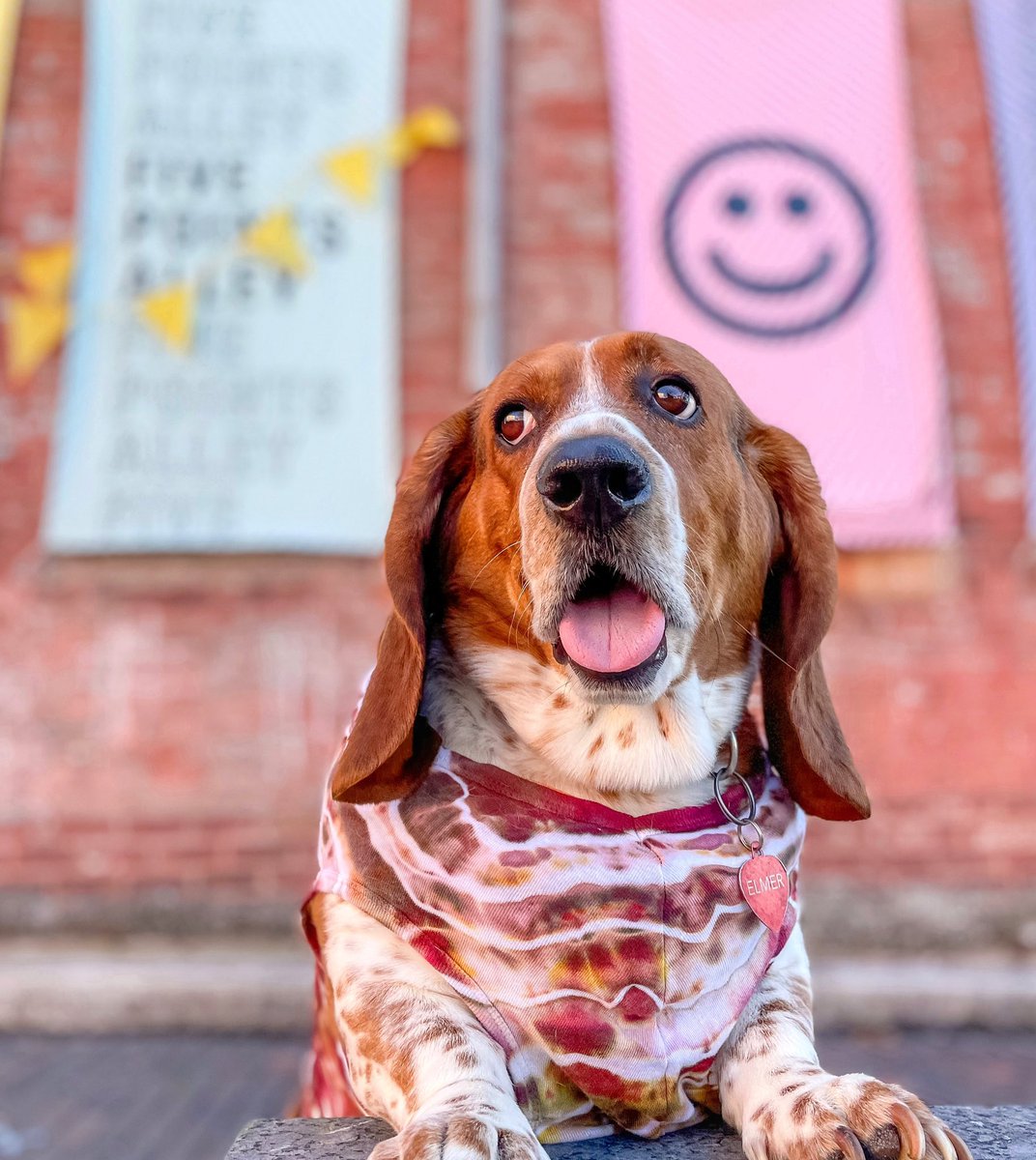 Custom dye dog shirt by @julieklausner 🎨 #artwork #tiedye #dogclothing #workofart #bassethound