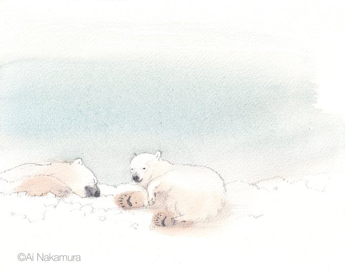 「polar bear watercolor (medium)」 illustration images(Latest)