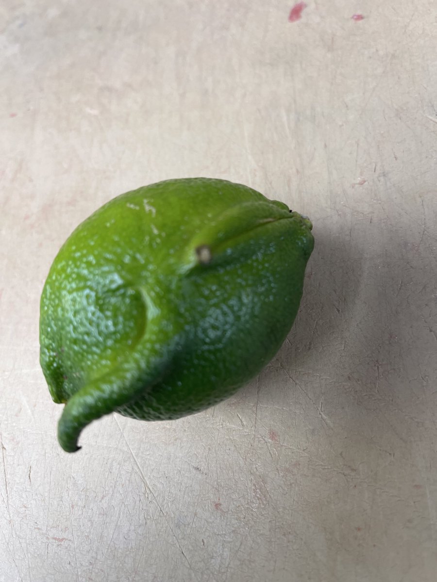 DanielC75103476's tweet photo. Un limón que es hembra y macho limón y limon https://t.co/V0yiT2TOPZ