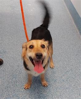#NEILSON #SHEPPARD Pls RT2unite #FOUND #DOG-24-Feb-23 #Toronto Animal Services A942176 #EAST 416-338-7539 TRICOLOUR #GERMSHEPHERD F/1Yr