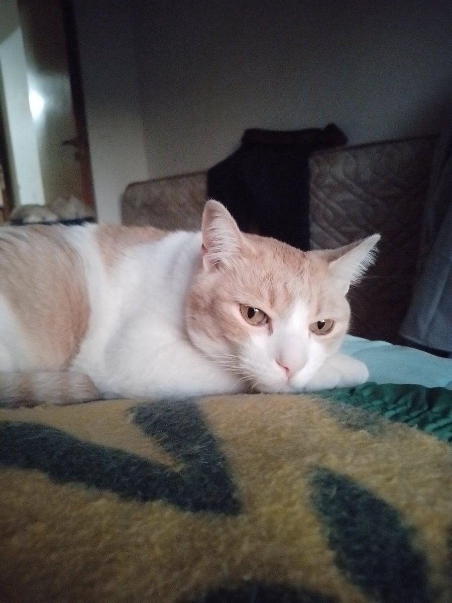 Emilio Ordoñez ☆☆☆ tweet media