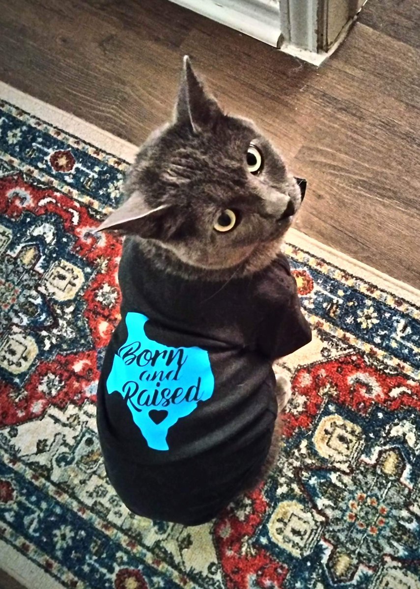 oneromcreations's tweet image. We work on custom t-shirts for anyone. 👕Here we have Bloo wearing his "Texas Born and Raised" shirt proudly! 😸 #modelcat #cute #texasbornandraised