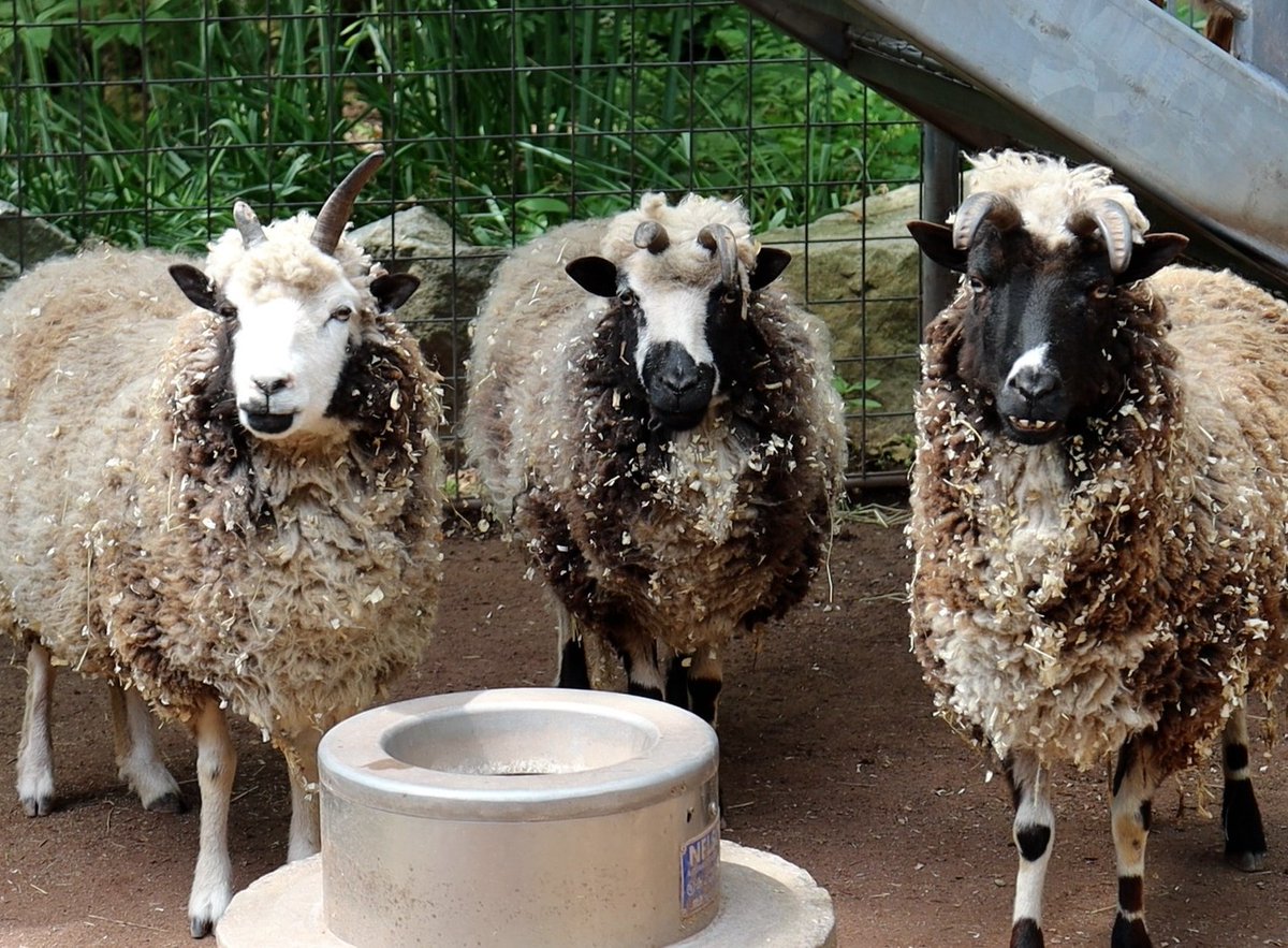 1... 2... 3... CHEESE 📸 🧀😁  Jacob sheep are a rare breed of small, multi-horned sheep. They can have two, four or even six horns!