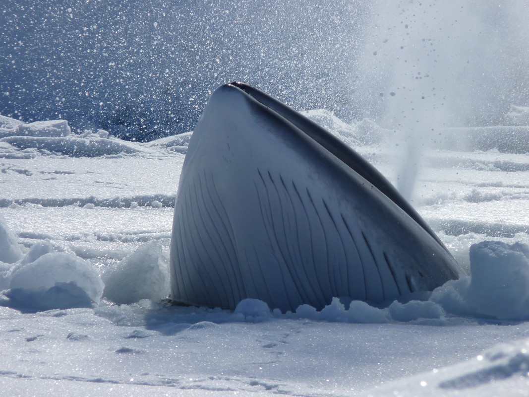 3/3 With three extreme sea-ice loss events in the last six years, a regime shift is under way in the Southern Ocean. What does this mean for food webs and ice shelf stability? We’re here to find out. ⚠️ Read more at aappartnership.org.au/deep-freeze-fa… 📸 minke whale in sea ice, Patti Virtue