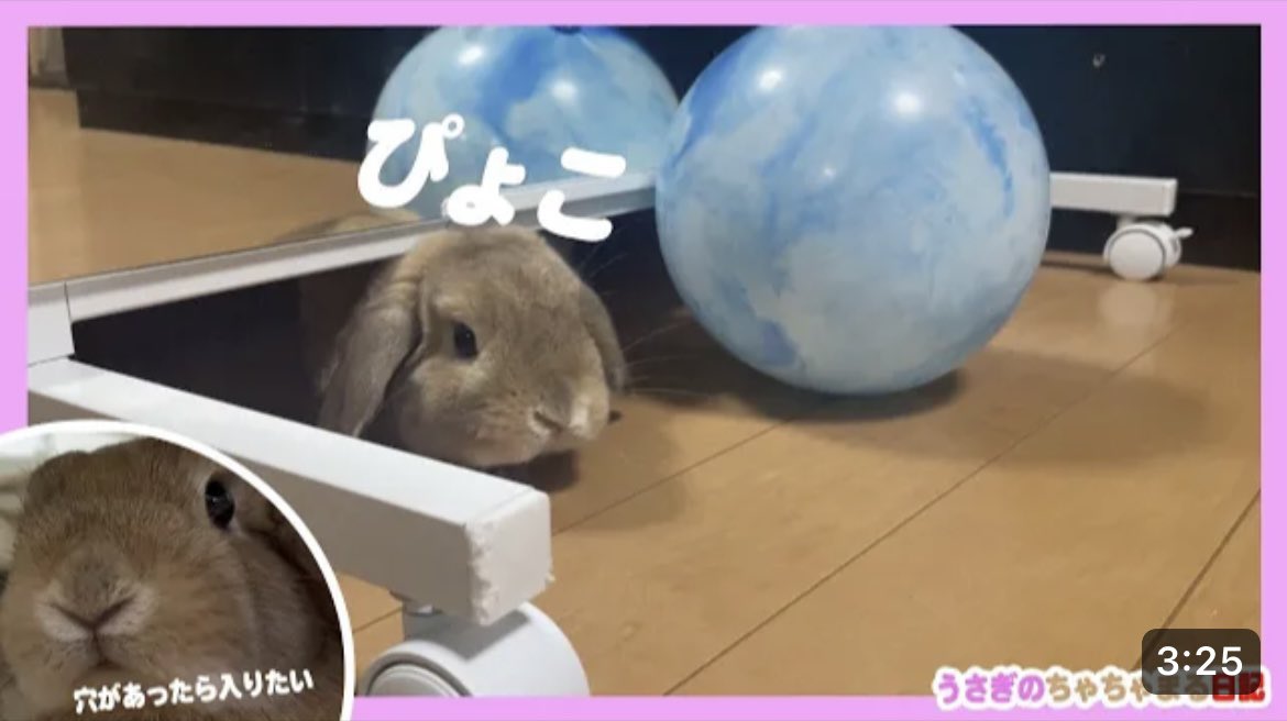 鏡の後ろからひょっこり顔を出すウサギ!!うさぎのちゃちゃまる日記＠484 youtu.be/tgjHluFWDHI <a href="/YouTube/">YouTube</a>より
おはようございます😊YouTube更新しましたので、よろしければご視聴、チャンネル登録よろしくお願い致します🙇🏻‍♀️