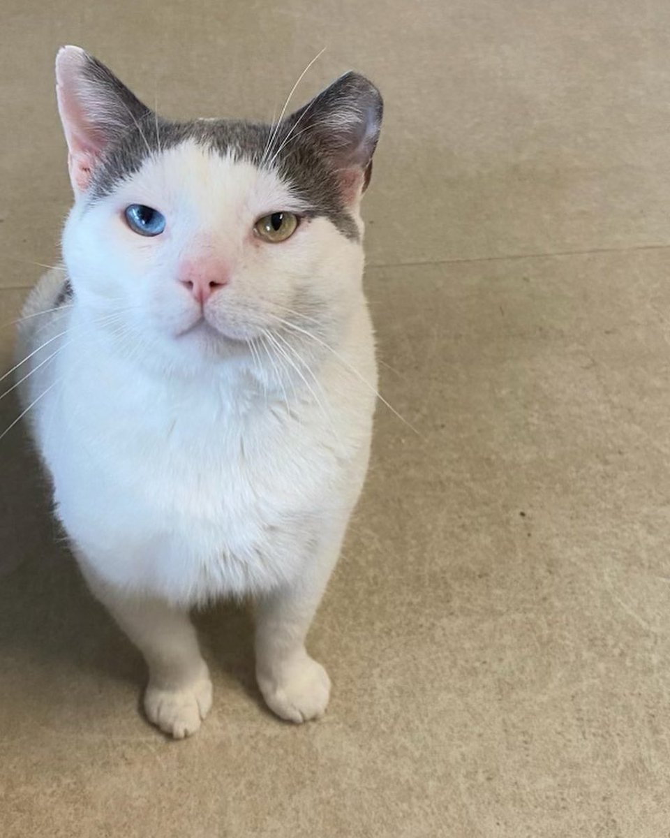 lcaruth1's tweet photo. @bunsenbernerbmd This is Winston! 4 years outside, 2 years in a shelter, and just over 1 year in a home 🥰 https://t.co/5xBn3dupSB