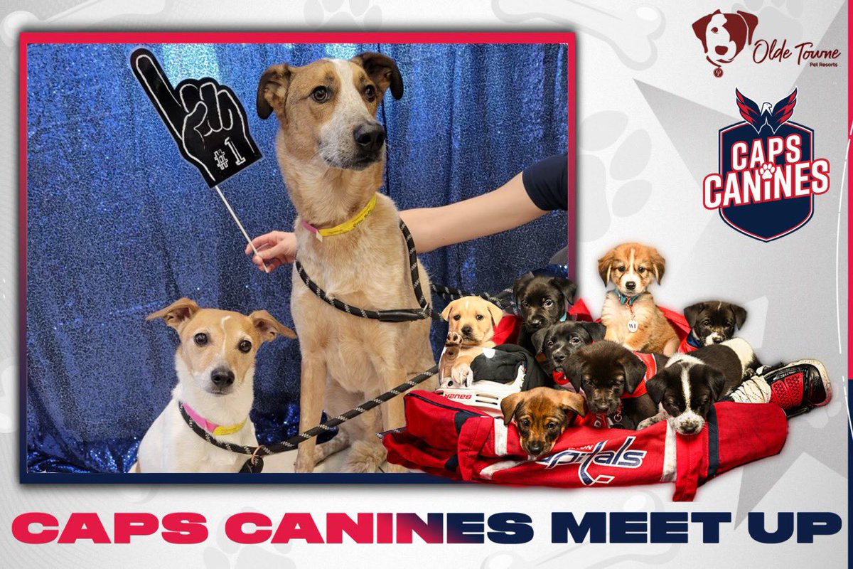 TommyMcFLY's tweet photo. The boys are staying @OTPetResorts and they had a @Capitals party @CapsPup meet up today. #cotoc and #mrtroy crashed the party and Rocked The Red 🐶 🥅❤️🤗 https://t.co/D4qvIC7o9f