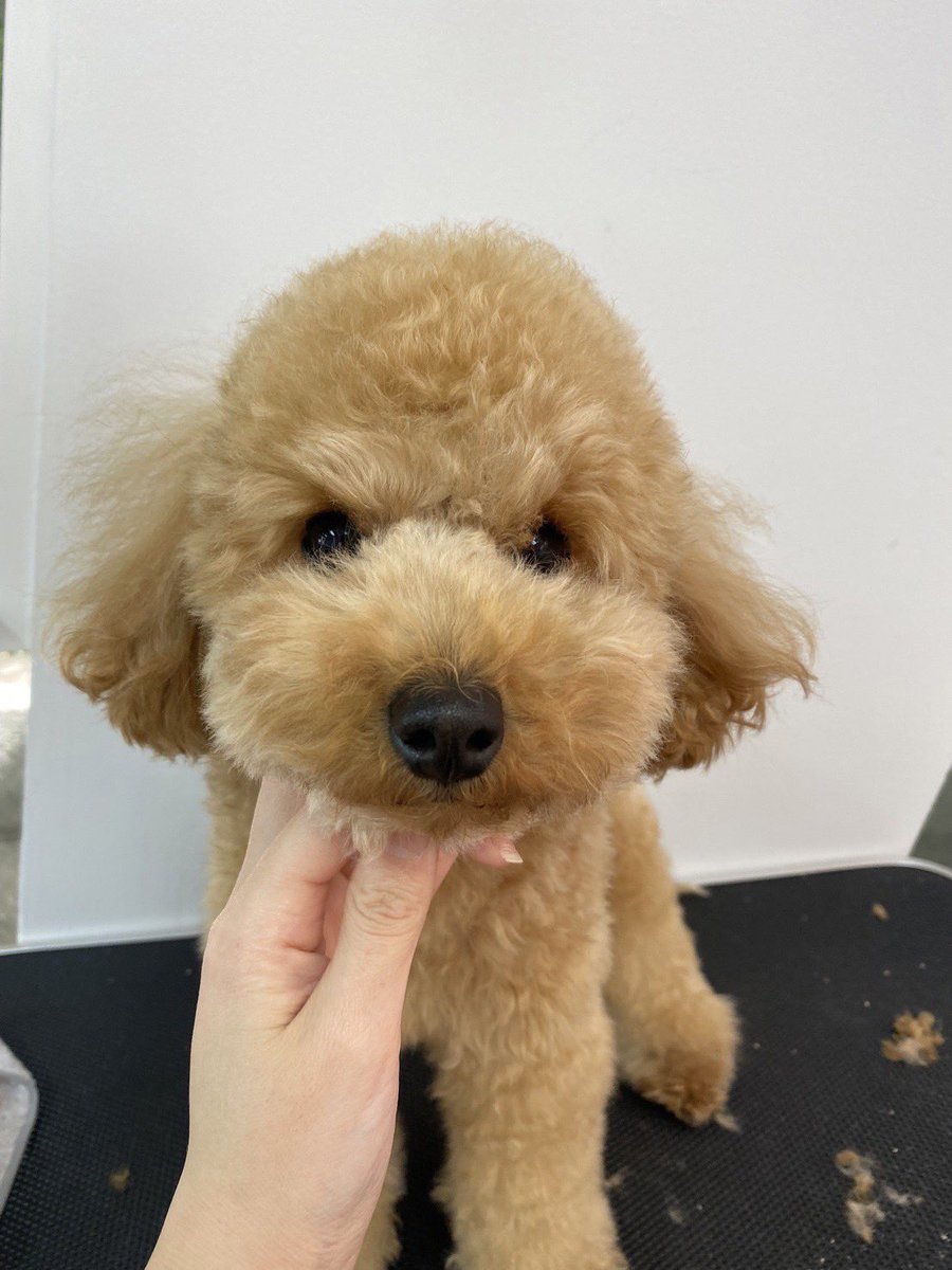 toypoodle_fran's tweet photo. フランちゃんのトリ��ング中のお写真☺️🐶
昨日は泡パックもしてもらってふわふわな毛の美人ちゃんになりました✂️💕
カットはテディベアカット🧸です✂️

トリマーさん、いつも可愛くして頂いてありがとうございます😆💕

#トイプードル #トリミング #犬のいる幸せ #petith #いぬのいる暮らし https://t.co/05vsP3GWgf