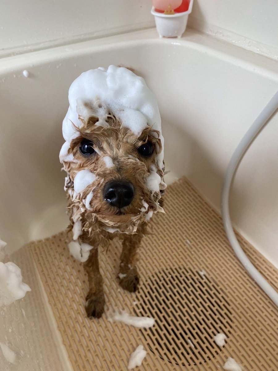 toypoodle_fran's tweet photo. フランちゃんのトリ��ング中のお写真☺️🐶
昨日は泡パックもしてもらってふわふわな毛の美人ちゃんになりました✂️💕
カットはテディベアカット🧸です✂️

トリマーさん、いつも可愛くして頂いてありがとうございます😆💕

#トイプードル #トリミング #犬のいる幸せ #petith #いぬのいる暮らし https://t.co/05vsP3GWgf