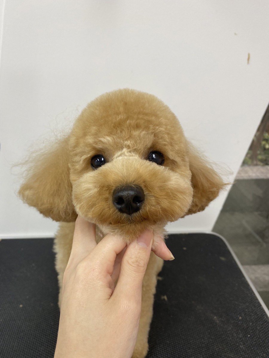 toypoodle_fran's tweet photo. フランちゃんのトリ��ング中のお写真☺️🐶
昨日は泡パックもしてもらってふわふわな毛の美人ちゃんになりました✂️💕
カットはテディベアカット🧸です✂️

トリマーさん、いつも可愛くして頂いてありがとうございます😆💕

#トイプードル #トリミング #犬のいる幸せ #petith #いぬのいる暮らし https://t.co/05vsP3GWgf