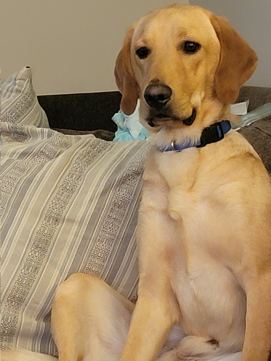 Nick Wilson (@nickwilsonsays) on Twitter photo Young pup is enjoying the hell out of the <a href="/XFL2023/">XFL</a> Young pup is enjoying the hell out of the <a href="/XFL2023/">XFL</a>