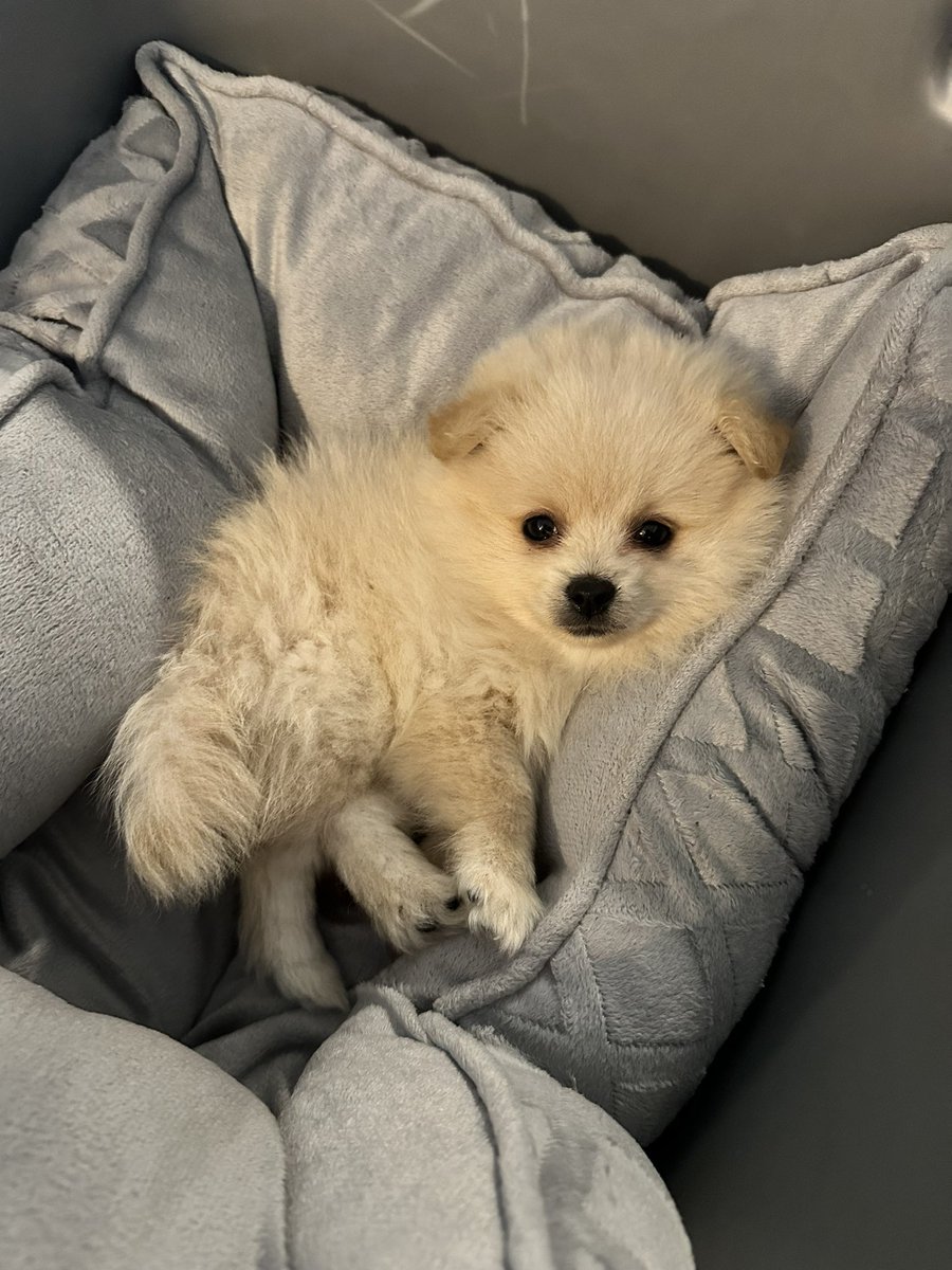 Our new baby “Bibi”