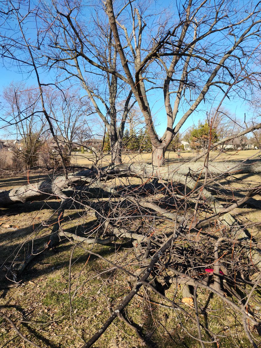 MBIronPangolin's tweet photo. Ah, yes, a wonderful lie through all the fallen trees and branches from the ice storm. Marvelous. 

Landed about 8 feet from the pin &amp; proceeded to 2-putt for Bogey. 

Such is #DiscGolf life. https://t.co/VWcvUqqj4C