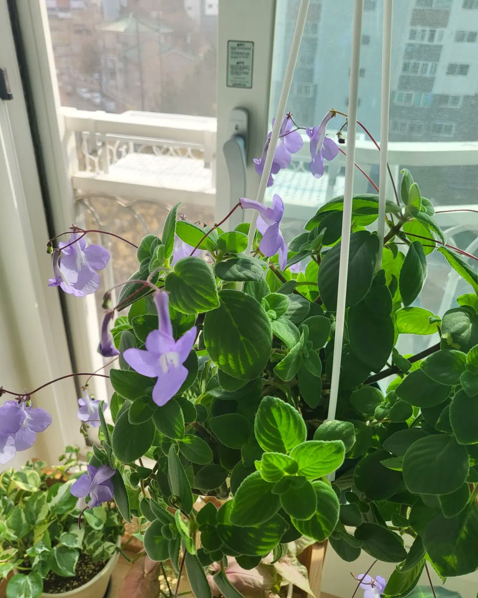 햇살좋은날엔 베란다정원에서🤭