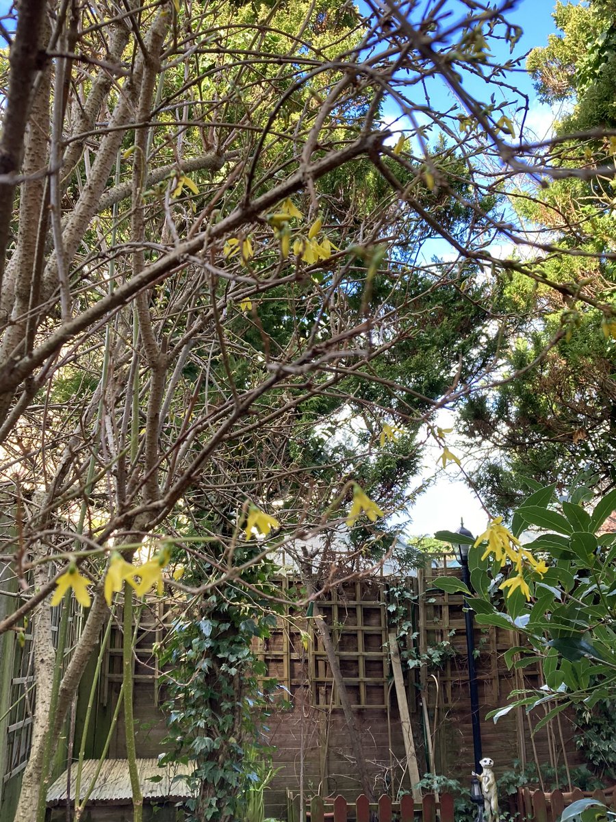 Jan_Lentzos's tweet photo. #SixOnSaturday #InMyGarden #BirdFriendly #WildlifeGarden #Forsythia #BeginningToFlower #HeraldOfSpring #YellowFlowers #Robin #ElderTree #GreenShoots #IvyBerries #AlpineClematis #FlowerBuds #SignsOfSpring #CherryTree #LeafBuds #Cotoneaster #GreenLeaves #Appearing #SpringIsComing https://t.co/khfo4PUA9N