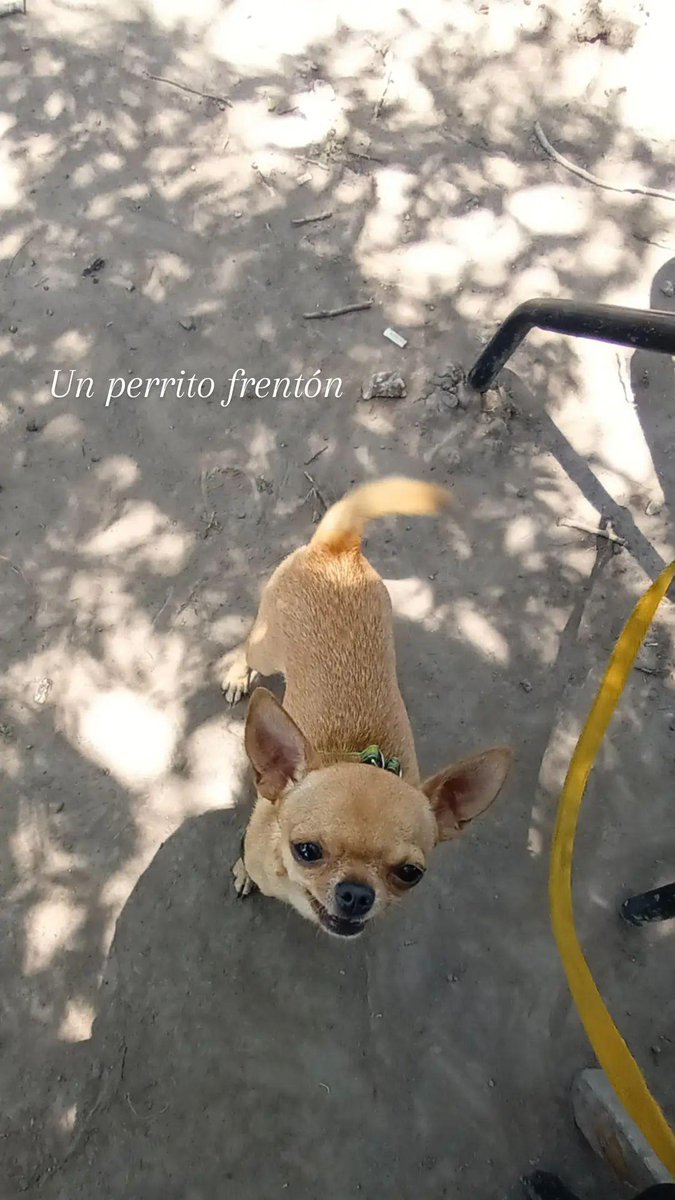 RandomFantoche's tweet photo. 🐕 https://t.co/jTKyi29DAk