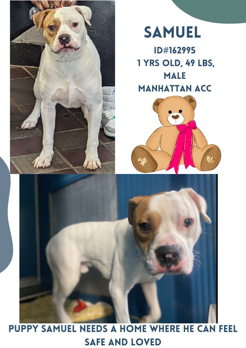 MyBoxerLuvMac1's tweet photo. 💔Samuel💔
#NYCACC #162995 1y
▪️To Be Killed: 2/28💉
Crying as owner handed over leash 2 ACC! Adorable, friendly, playful baby's course💔+ scared! Lost👪, inc kids,🐕+🐱 adored! Smart, c.trained, loving.
Needs loving, N.East #Foster, 4 slow intros, 2 decompress. Pls #pledge
💞Sam https://t.co/WpxpL9oTdU