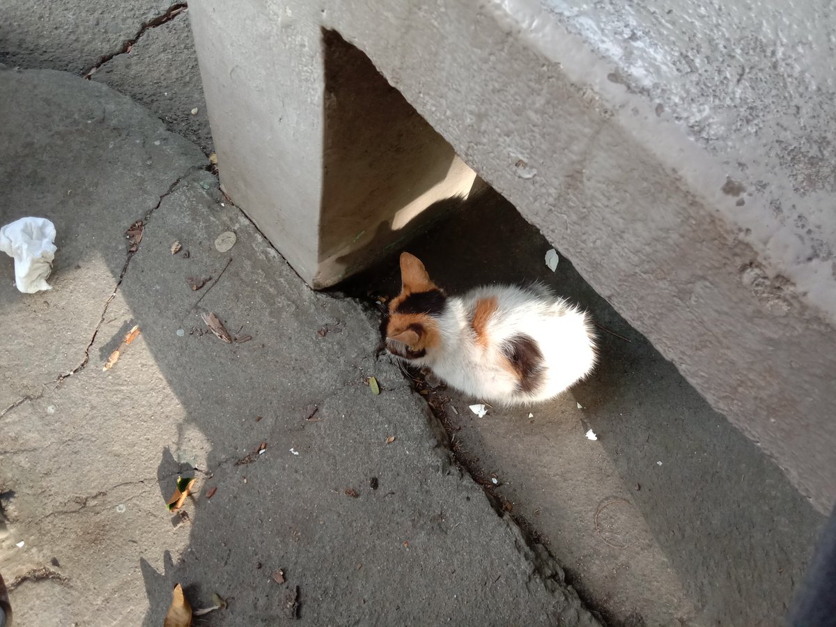 erblixx's tweet photo. why are cats https://t.co/Uf7T4ewE1a