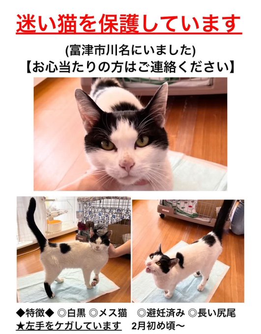 猫』の評価や評判、感想など、みんなの反応を1時間ごとにまとめて紹介 ...