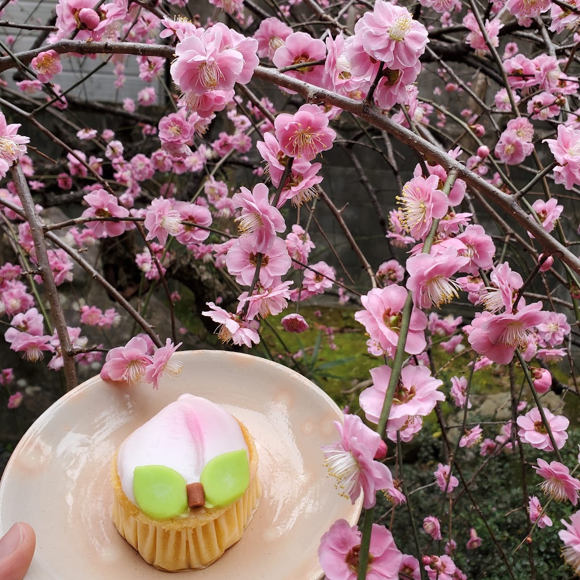 camelliakyoto's tweet photo. 👋🎎DAY OF THE DOLLS🌸🥰

March 3rd will soon be here, so it's time to take the dolls (and their many, many possessions) from storage for 'Hina Matsuri' (雛祭り).

plum blossoms-
the child puts a coat
on her doll
梅さくや羽織を着せる小人形
-Issa (小林一茶), 1824.

#Kyoto #雛祭り https://t.co/zzFDOQnY8G