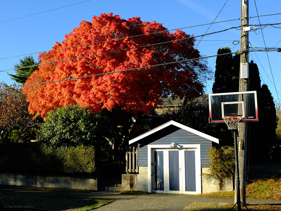 pdgibson's tweet photo. West Seattle
Seattle, WA
November 2022

#seattle #westseattle #seattlephotographers #fujifilmx_seattle #pacificnorthwest #pnw #pnwlife #FujiX100T #fujifilm #seattle_igers #fujifilmseattle @fujifilmx_us https://t.co/qX7Qb9Y3QR