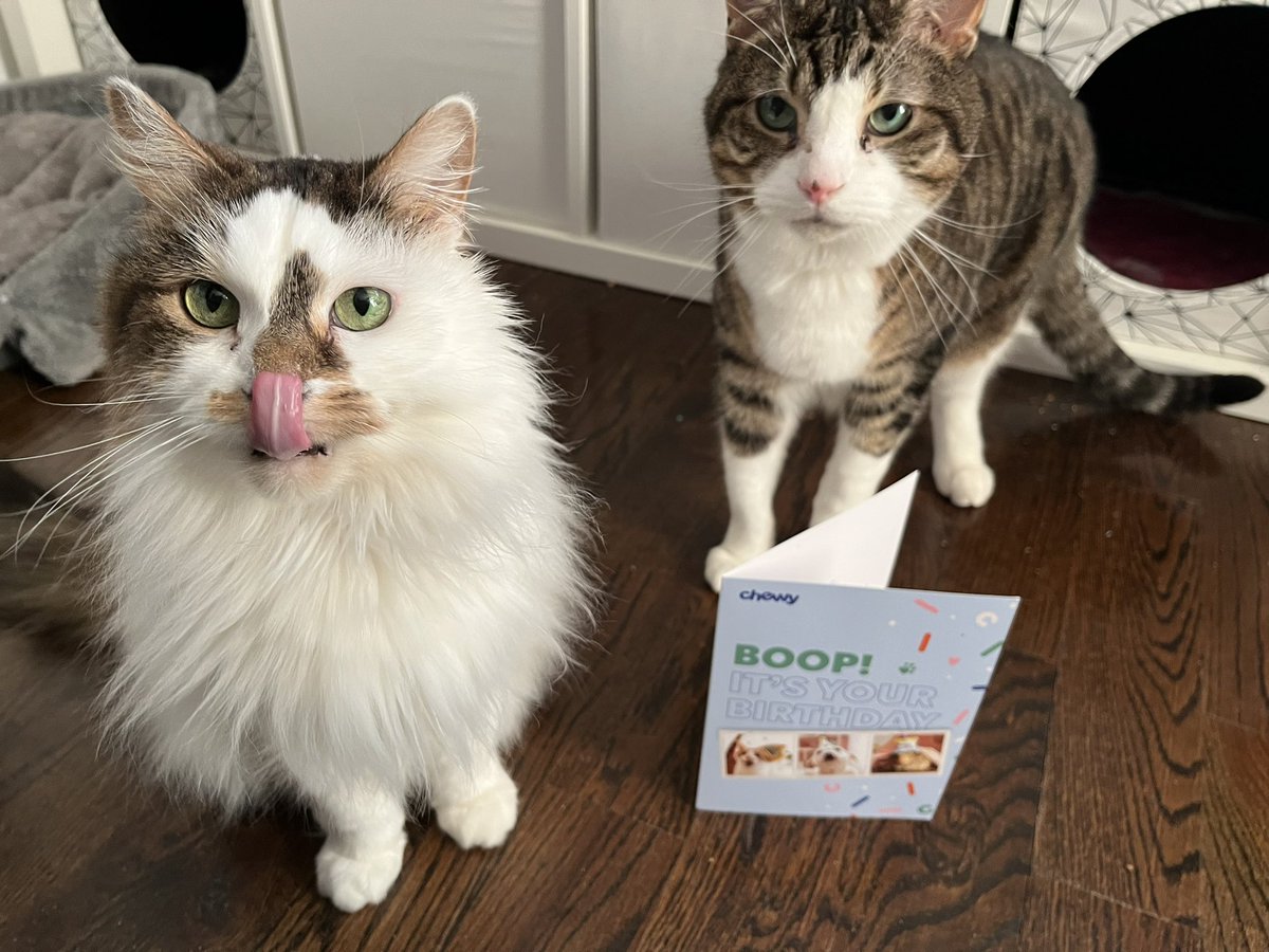 HalThoughts's tweet image. Thank you for the birthday card, @Chewy !