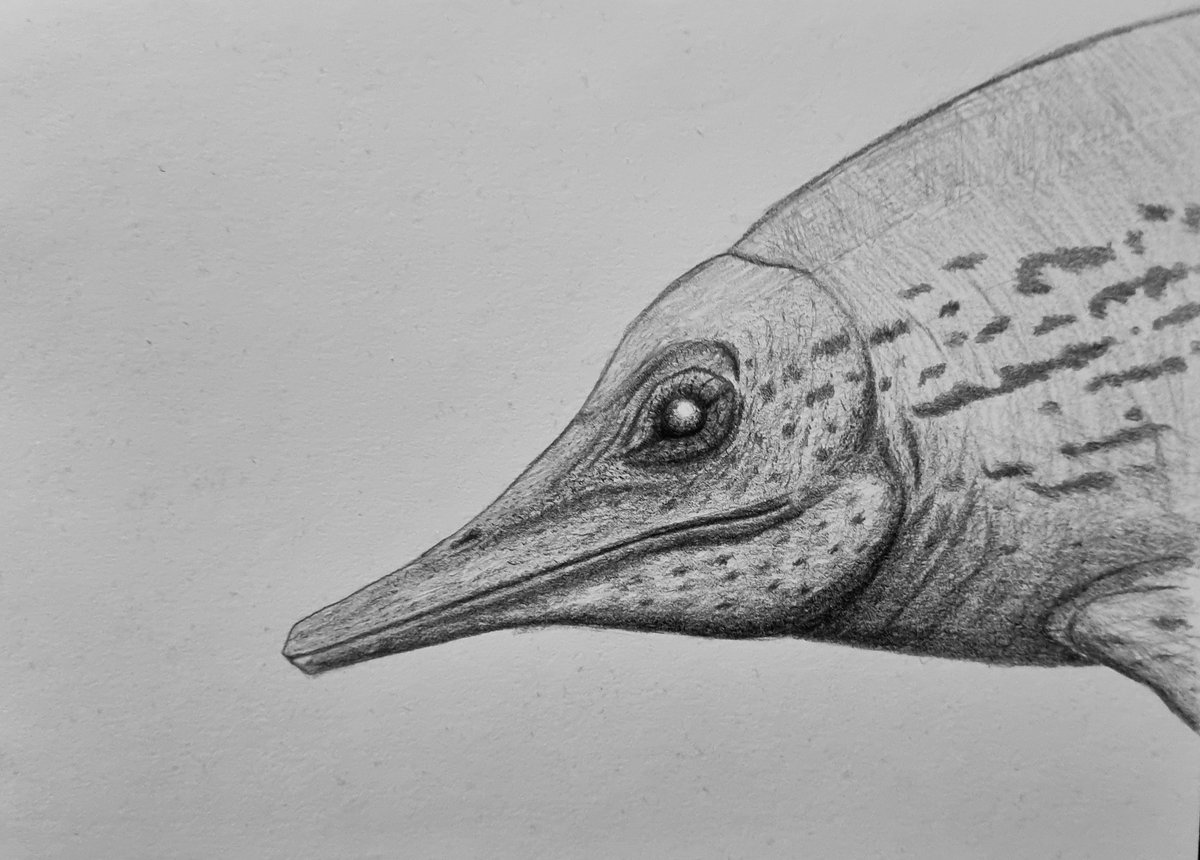 Alloverasaur's tweet photo. A couple of recent bits #allosaurus #ichthyosaur #tree :P #alloverasaur #dinosaur #paleoart #paleoartist #artist #pencildrawing #sciart #eye #raptor #therapod #sketch #prehistoric #art https://t.co/GGHYV6pZGa