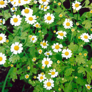 CurableSmoothie's tweet image. The Popular #Herb: #Feverfew (Tanacetum Parthenium) kylejnorton.blogspot.com/2013/10/popula…