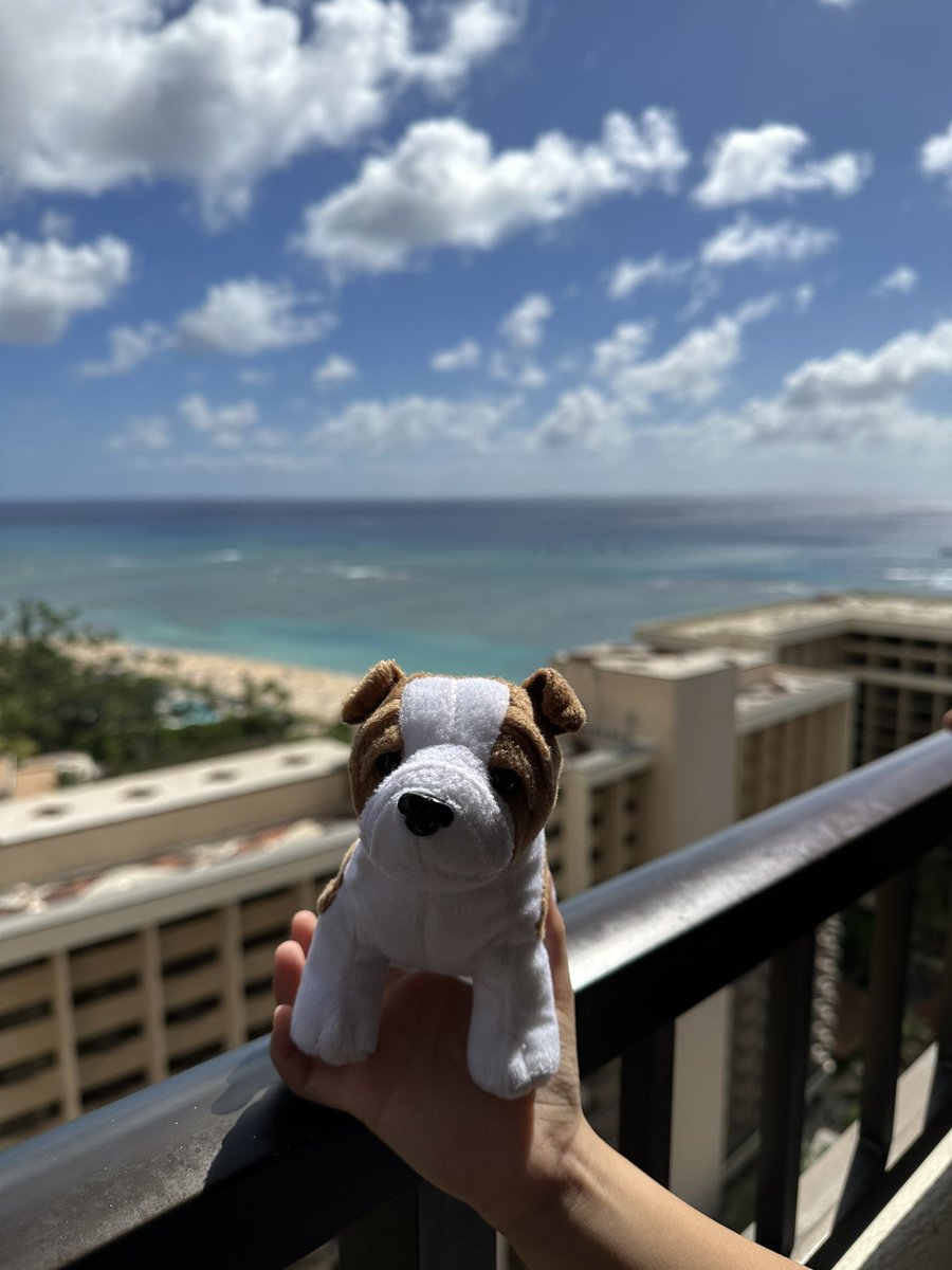 Point2Steve's tweet photo. #p2sjet is finally back in Waikiki! @HiltonHonors https://t.co/1YbDujgi7d