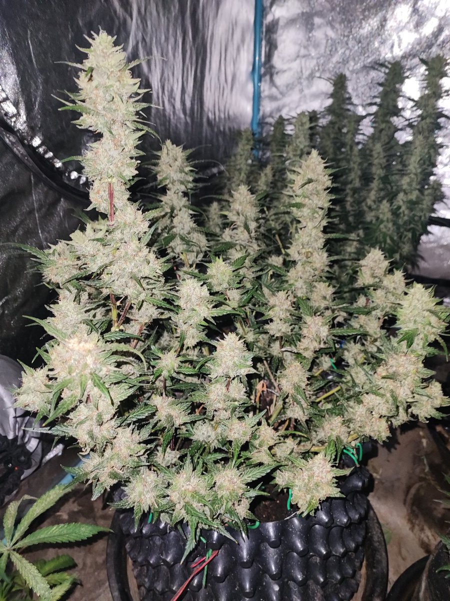 BBGetHighShop's tweet photo. Sour diesel จากค่าย fastbuds กำลังฟลัชน้ำไม่เกิน 1 อาทิตย์ เชือดดดดดด
#กัญชา #กัญชารักษาทุกโรค #สายเขียว #กัญชาog #กิ่งชำ  #กัญชาออแกนิค #กัญชาราคาถูก #กัญชาเสรี https://t.co/2zyIi2lWh7