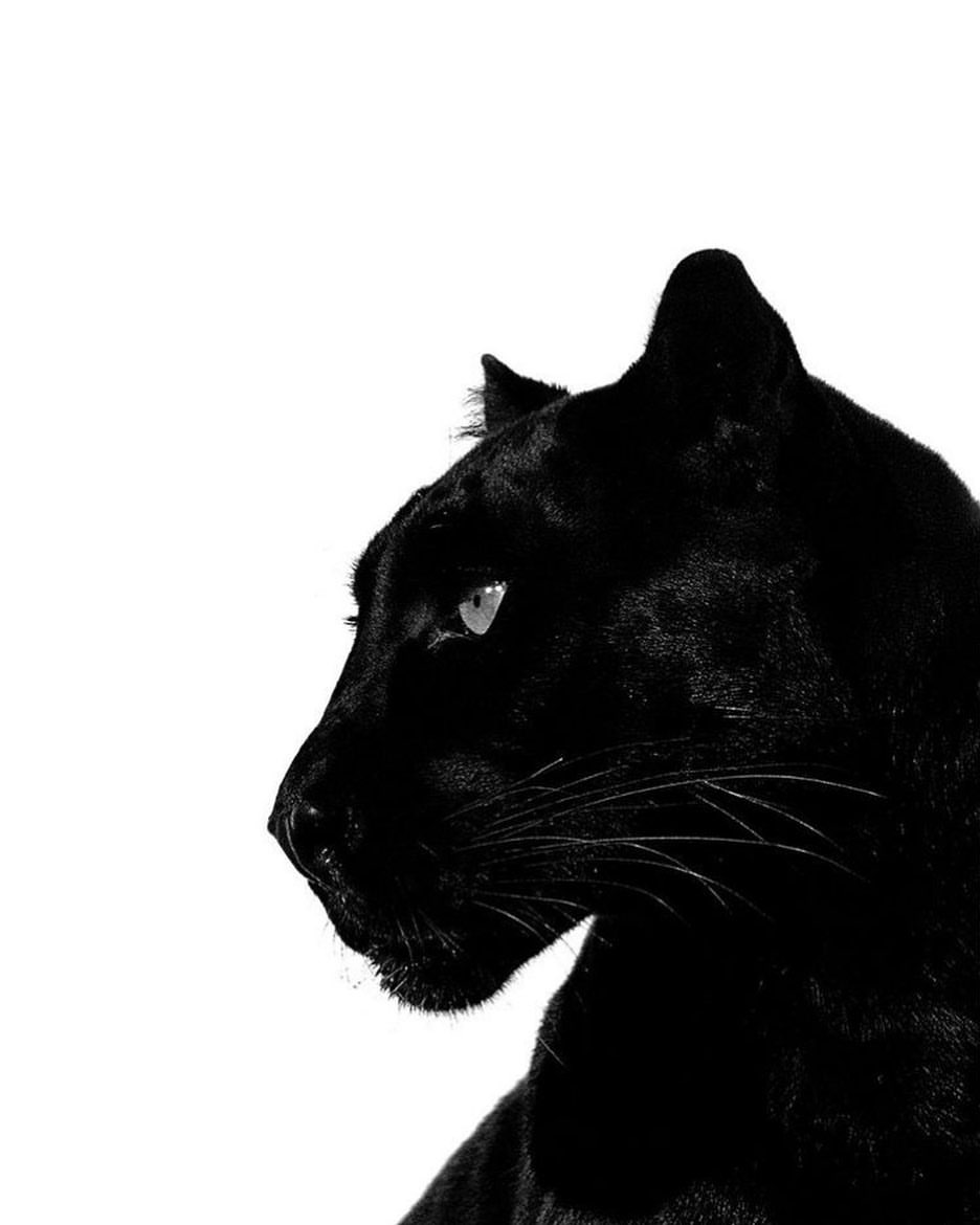 ARTIFAXING (@pedestrian) on Twitter photo 