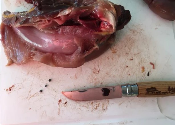 RaptorPersUK's tweet photo. New study shows UK pheasants STILL full of poisonous lead shot, 3 yrs after start of 5yr 'voluntary transition' to non-toxic shot.

And this is still marketed as 'healthy'! How is this possibly any good for human health or the environment?

New blog ⬇️
https://t.co/XOrlTaTpLT https://t.co/cpRlTxNzmE
