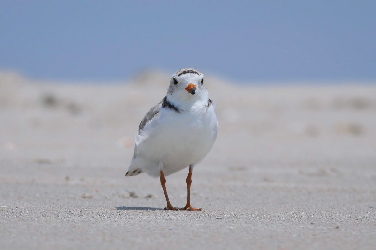 NYC Plover Project tweet media