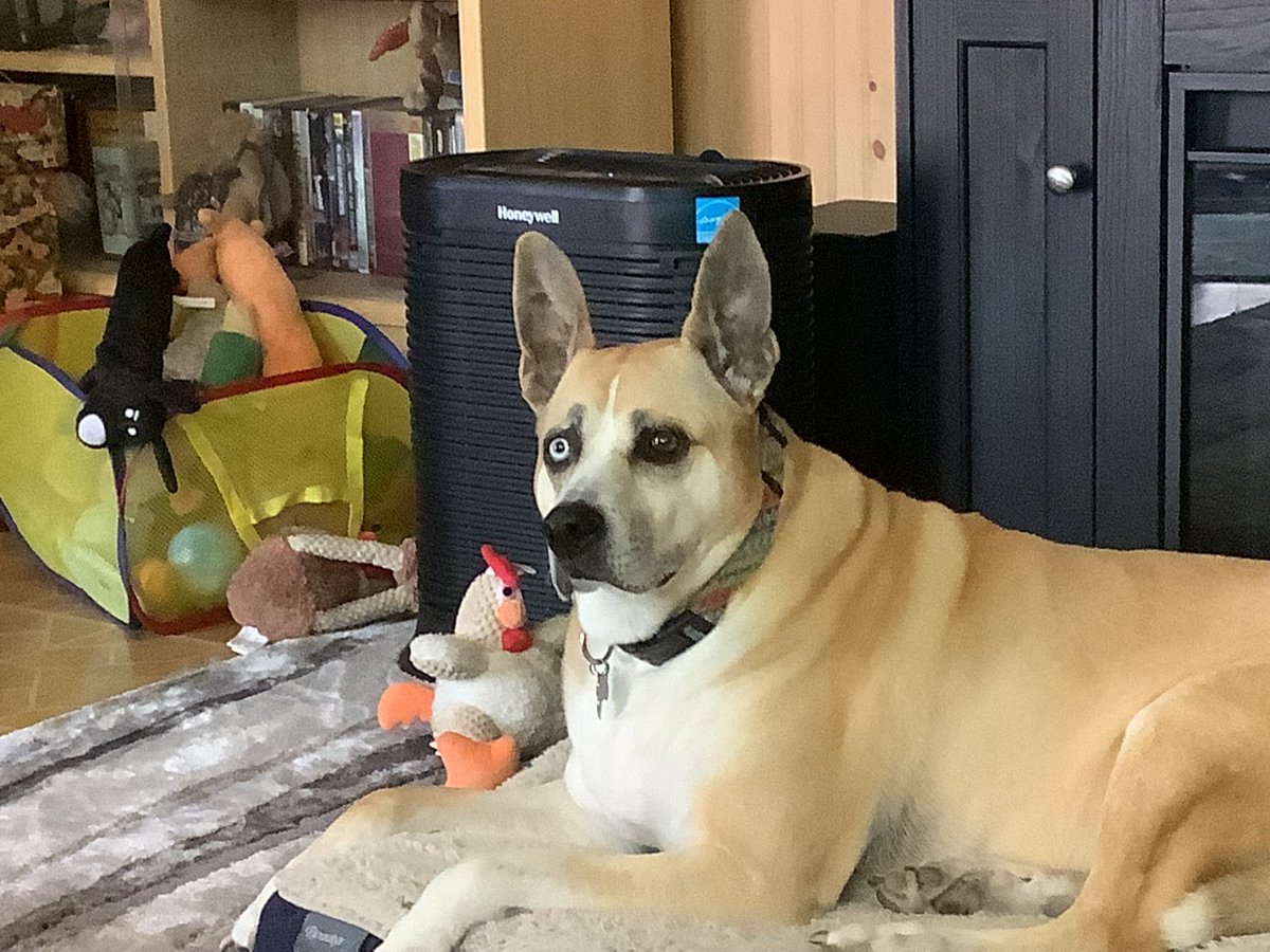 tikasmom's tweet photo. @bunsenbernerbmd Bailey. She’s a pitsky - pitty and husky. When she gives you the side eye with her blue one, you know you’re in trouble! https://t.co/d8UVZzJxZO