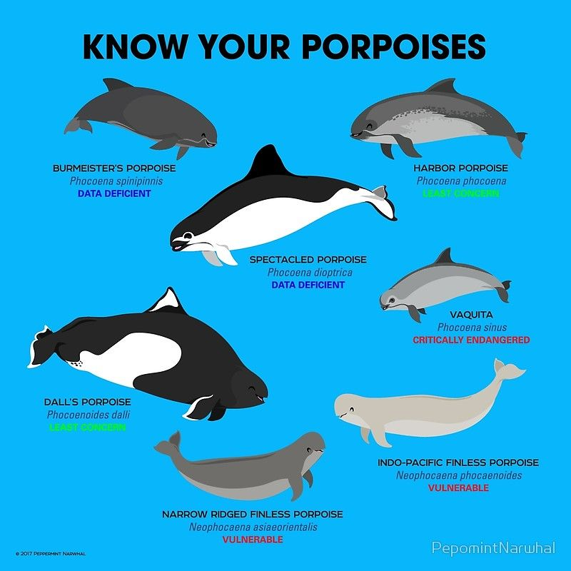 Drexthulu's tweet photo. @myriad_of_roses I know my porpoise! https://t.co/mwTLIclV1Q