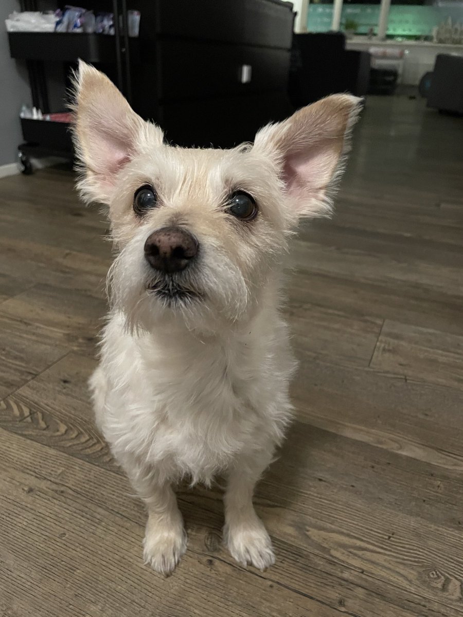 AwsomeZebraLife's tweet photo. @tragicbirdapp Everyone, meet my girl Happy! She was the smallest service dog here in NL, but now she’s 12 and officially retired. Still active as ever though, and getting prettier and sweeter by the day ❤️ #ohhappyday #becauseimhappy https://t.co/UWQPaVsDLJ