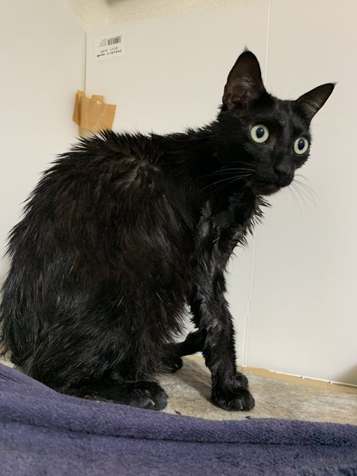 風呂上がりのもがみ君の既視感の正体わかった 