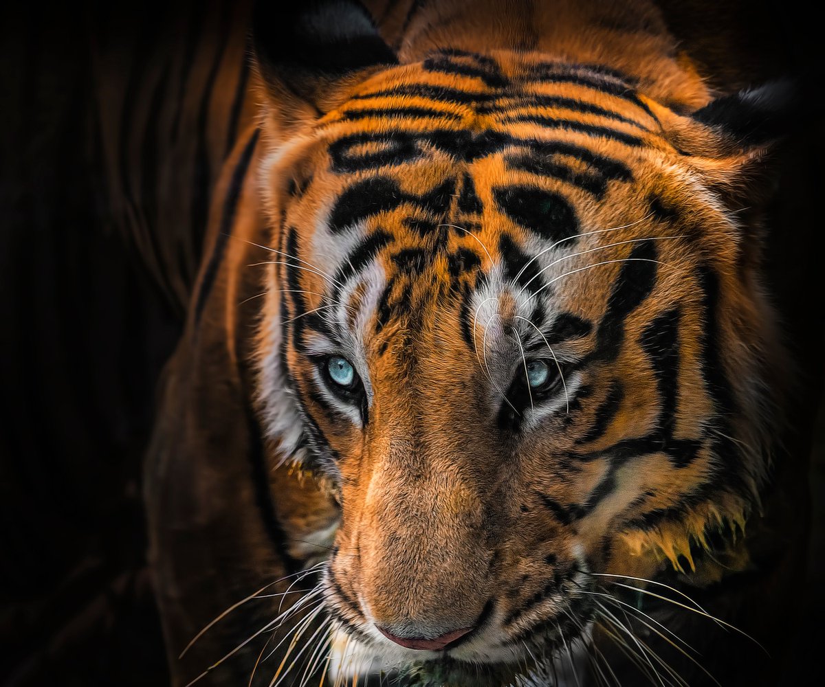 Arijit Mondal tweet media