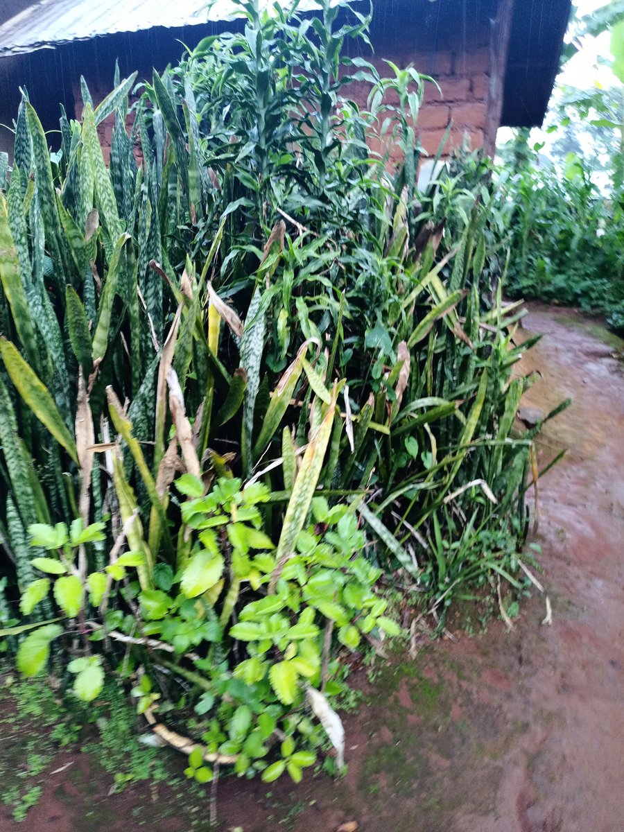 Tangwa Abilu.🌿🌏🌾🍀🍃.SDG's. tweet media