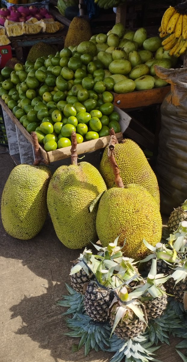 Jackfruit begeistert mit hohen Kalium- und Magnesiumgehalt ... deshalb nicht nur bei Vegetariern beliebt, sondern auch bei Sportlern hoch im Kurs

#palawan #sanftertourismus