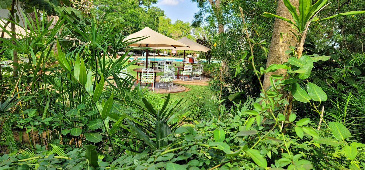 mohammedhersi's tweet photo. Your new look garden at @Taitahillresort . Taita Hills Safari Resort &amp; Spa. The safari resort with an urban feel. You can get here with ease on @MadarakaExpress  morning or afternoon train Voi. Bring your team for retreat or family weekend.  Elephants come to you @magicalkenya https://t.co/IMk8taPj3E