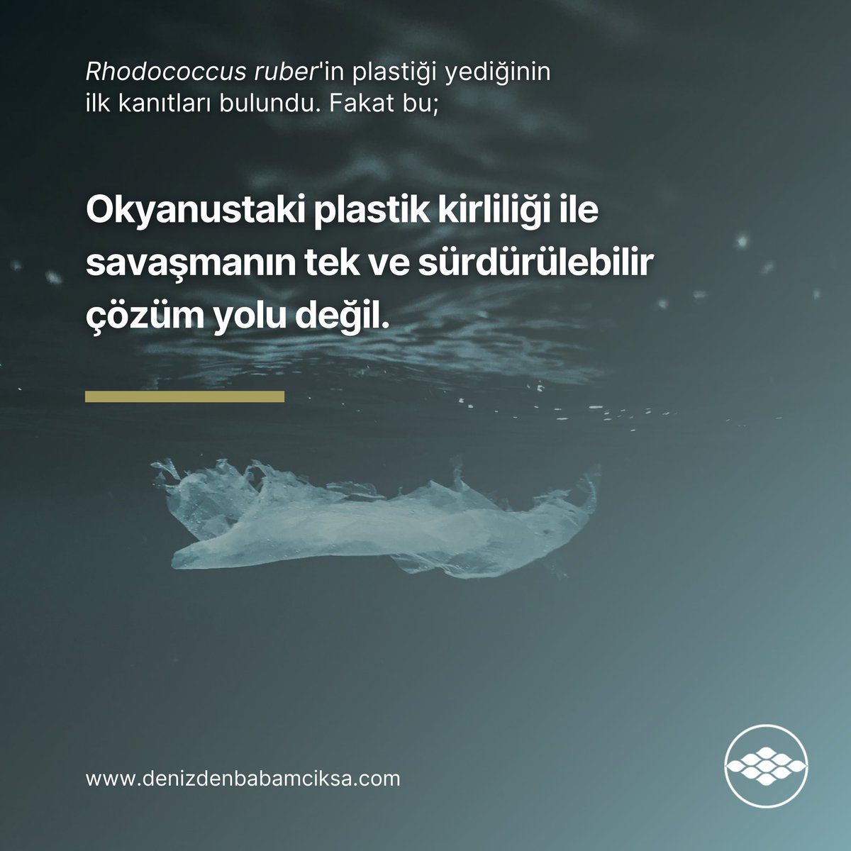 İlk kanıt: Rhodococcus ruber plastiği gerçekten yiyor.

denizdenbabamciksa.com/2023/02/ilk-ka…

#plastik #plastikkirliliği