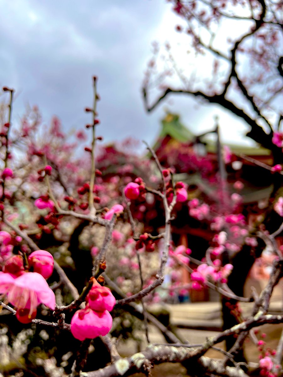 kirin39love's tweet photo. 春✨
北野天満宮⛩週末に「梅花祭」やってたよ。そうだ！行ってみよう！と思いつき。
最近、神社に呼ばれてる？ https://t.co/CPKgq9RaUc