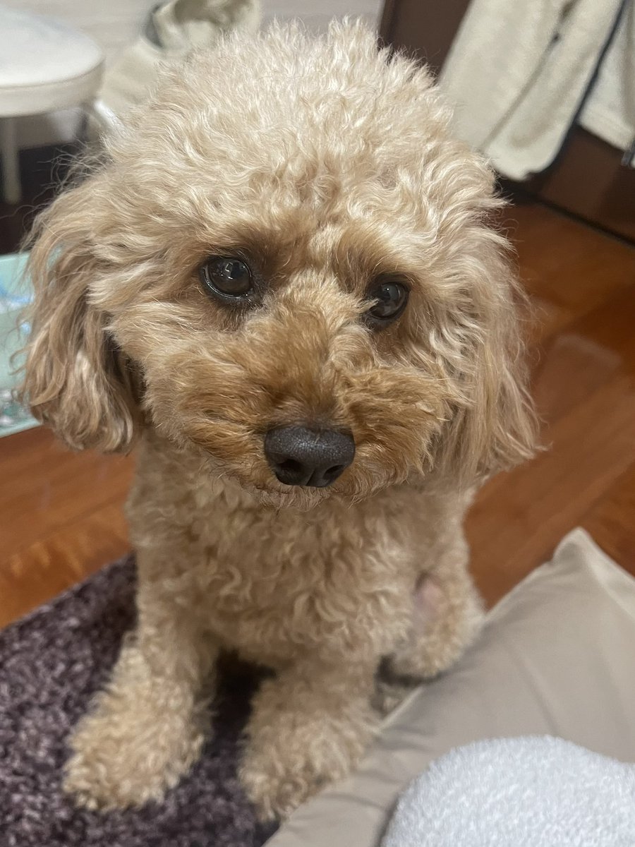 tsuboi_dai's tweet photo. 甘えん坊で可愛いすぎる♡

 #toypoodles  #トイプードルのいる暮らし  #可愛いすぎる  #甘えん坊犬  #癒される  #とっくん  #犬好きさんと繋がりたい  #love  #happy   #トイプードル  #Twitterはじめました https://t.co/8ax6EB7CDf