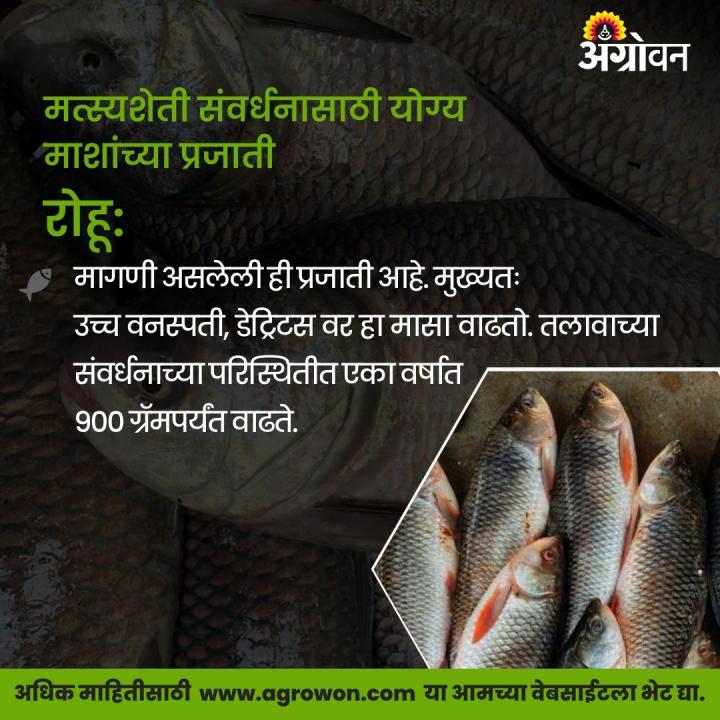 AGROWON's tweet photo. नैसर्गिक अन्नाचा कार्यक्षम वापर करण्यास सक्षम असावी. उच्च प्रजनन क्षमता असावी आणि बंदिस्त वातावरणामध्ये पुनरुत्पादन करणे सोपे असावे. मत्स्यपालनसाठी निवडलेल्या प्रजातींमध्ये काही आवश्यक गुण असावेत.
सविस्तर वाचा https://t.co/5OLhX4TWSv
#FishFarming #FishBreed #Fishguide https://t.co/icBezJRCvy