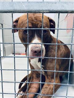 Pls RT2unite #FOUND #DOG- 24-Feb-23 #Toronto Animal Services A942179 #NORTH 416-338-8723 BROWN #MASTIFF 4Yr