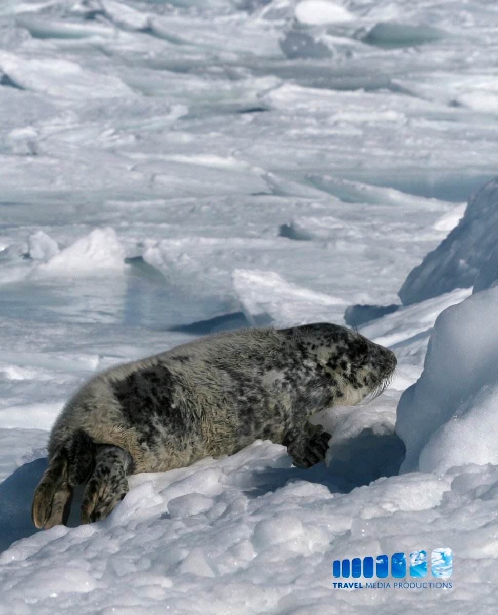 Hooded seal on the sea ice in the Canadian Arctic
•
•
•
•
•
#nordic #arctic #scandinavian #svalbard #scandi #nordicinspiration #norse #viking #scandinavia #nordicliving #nordnorge #scandinavianinterior #nordicdesign #travelling #scandinaviandesign #interiør #northernnorway
